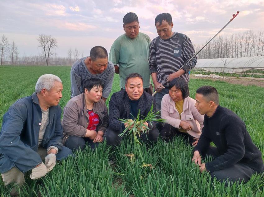 宿州市埇桥区：春分至，田间管理正当时