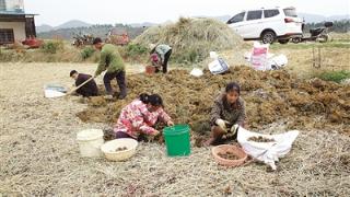 马蹄大丰收 村民笑开颜