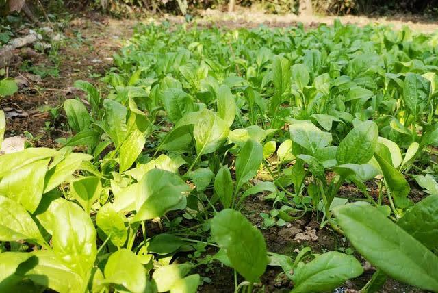 菠菜是高血糖“抑制剂”？医生：患有高血糖老人，少吃这些食物！