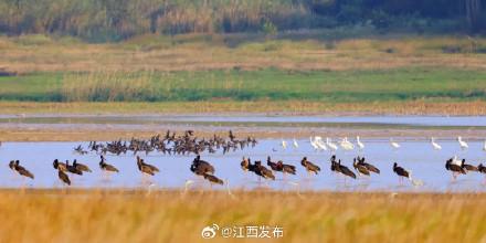 “鸟中大熊猫”黑鹳悠闲觅食成风景