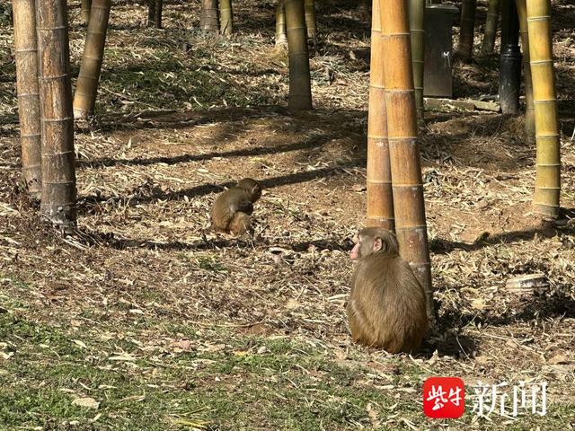 野生猕猴“成群结队”出没小区