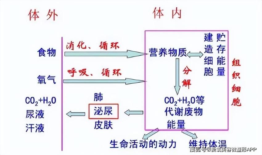 她这是给嘴边填了俩乒乓球吗？国民闺女第一神颜算是毁了…