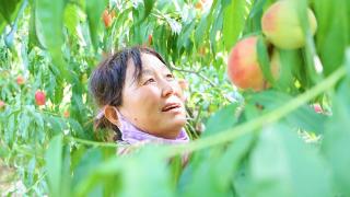 河北南皮：鲜桃枝头“俏” 果农迎丰收