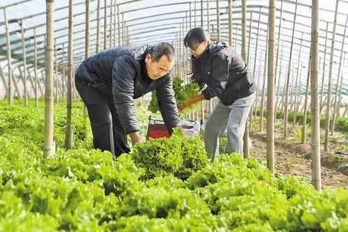 饶阳近5000亩灾后补种蔬菜陆续上市