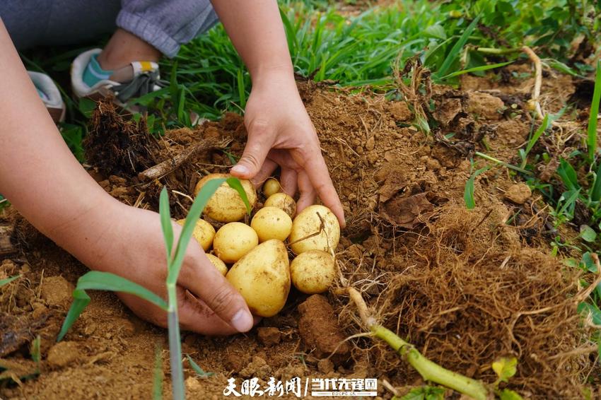 【高质量发展蹲点调研采访】毕节市龙凤村科技小院：向下“扎根”服务基层农民 向上“开花”助力乡村振兴