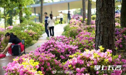 长沙省植物园450亩拥有国内外杜鹃属植物盛花期