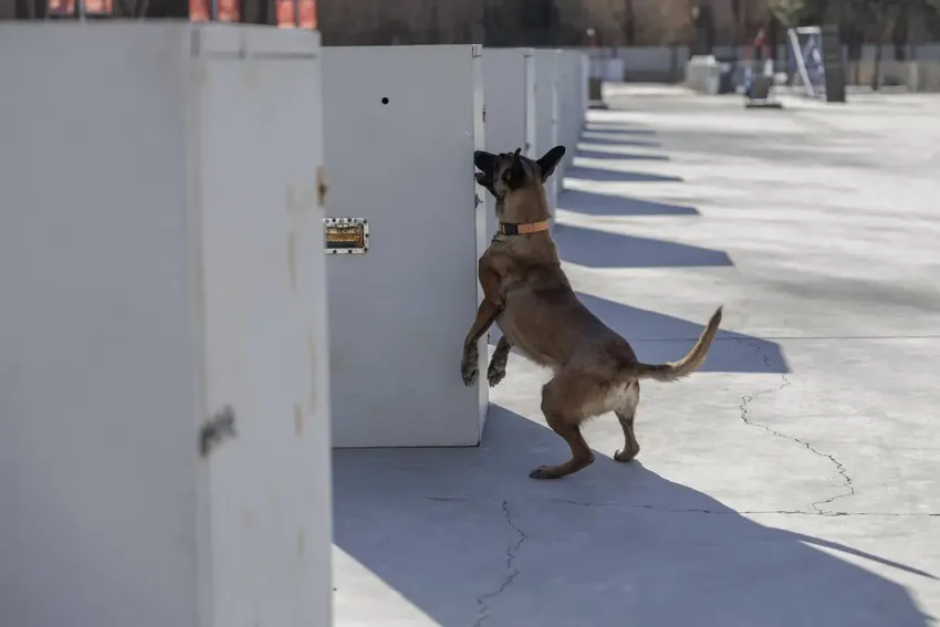 当狗狗成为搜救犬