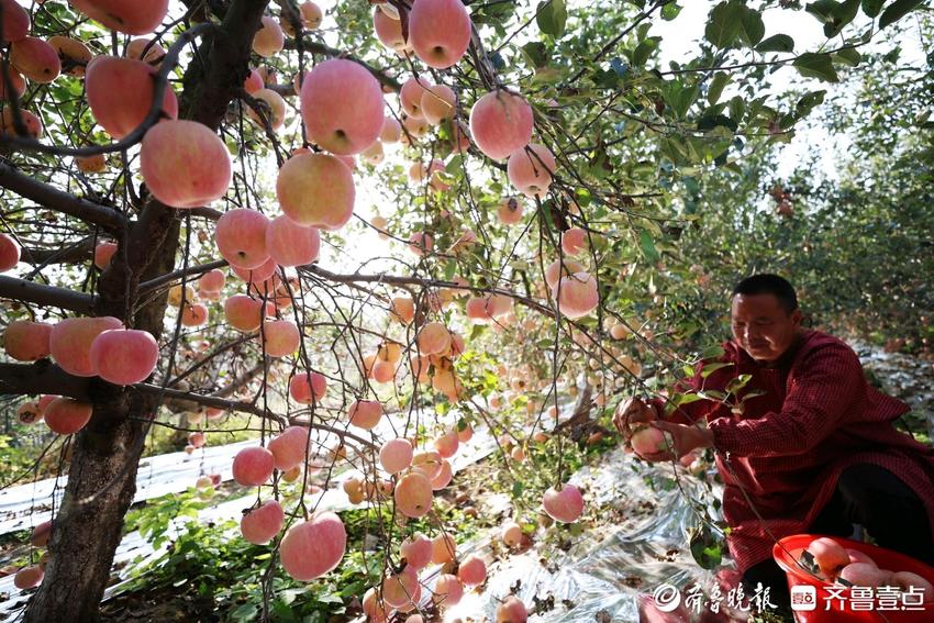 鲁南苹果丰收，果农乐呵呵采摘