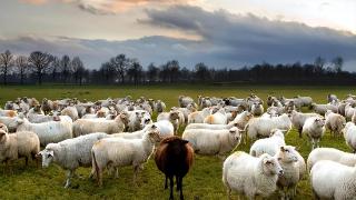 春天羊羔拉稀喂点什么药预防？小羊羔拉稀怎么预防？最好这样做