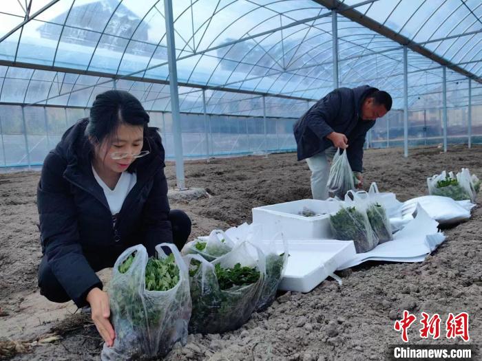 福建宁德“科特派”：选育“金种子”  守护“菜篮子”