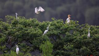 乘船偶遇白鹭，去古村小住……蒲江这三种耍法让你悠闲过中秋国庆