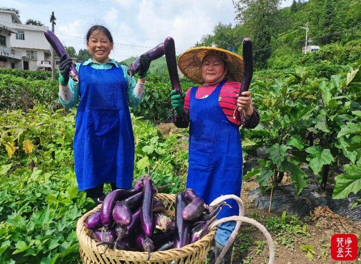 贵州印江：高山蔬菜装进大湾区“菜篮子”