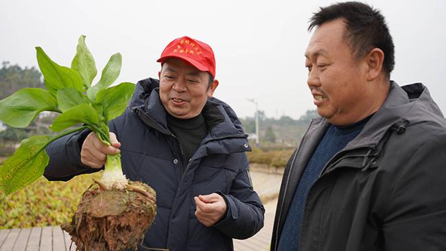 自贡荣县：粮经复合综合种养模式实现“千斤粮 万元钱”目标