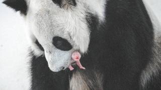 【俄罗斯专刊】莫斯科动物园迎来历史性时刻：熊猫“丁丁”产子