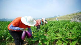 河北阜平：“老农菜”探索农业发展新路径