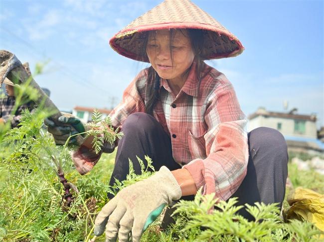 青神：稻田飘药香 川芎收获忙