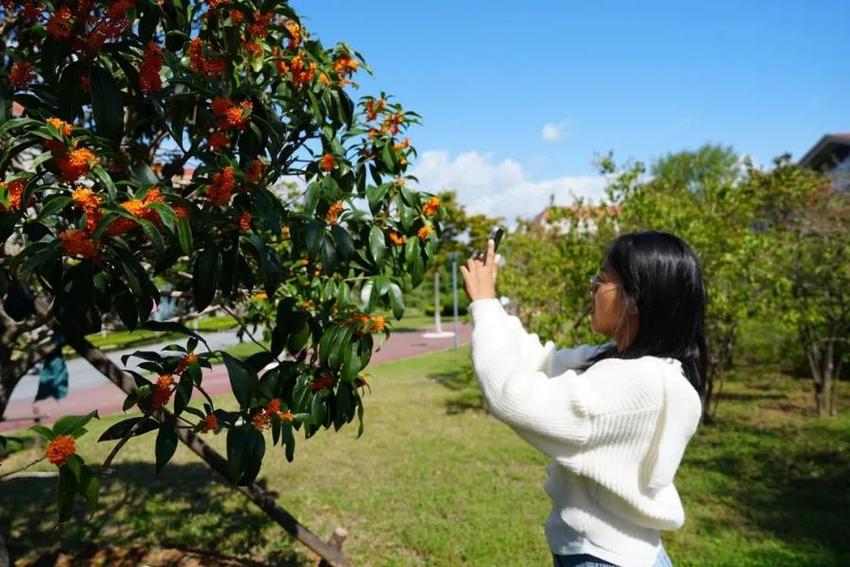 村里老人捐了一棵桂花树，山大青岛校区悉心呵护，现已花香满园