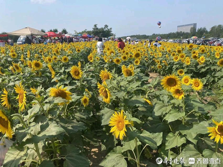 花海漫步拍美照！济南黄河油葵花开正旺，周末迎来大客流