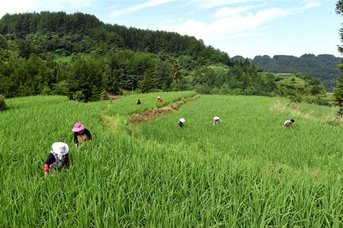 石柱：改革赋能让“撂荒地”变成“希望田”