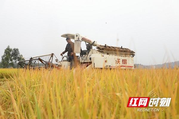 新田：秋高气爽农事忙 秋收播种正当时