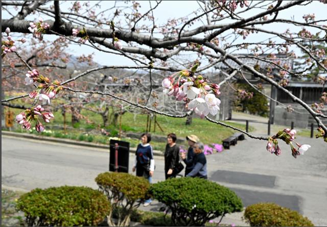 日本北海道松前町的染井吉野樱开花 比往年早了11天