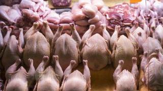 俄罗斯对华禽肉供应量突破5亿美元