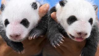 萌化了！旅韩大熊猫“爱宝”双胞胎宝宝满月照公开(图)