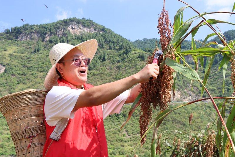 秋风起，高粱红！仁怀：36万亩酒用高粱陆续进入采收期