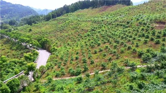 供销两旺 忠县5万余亩青花椒成熟上市