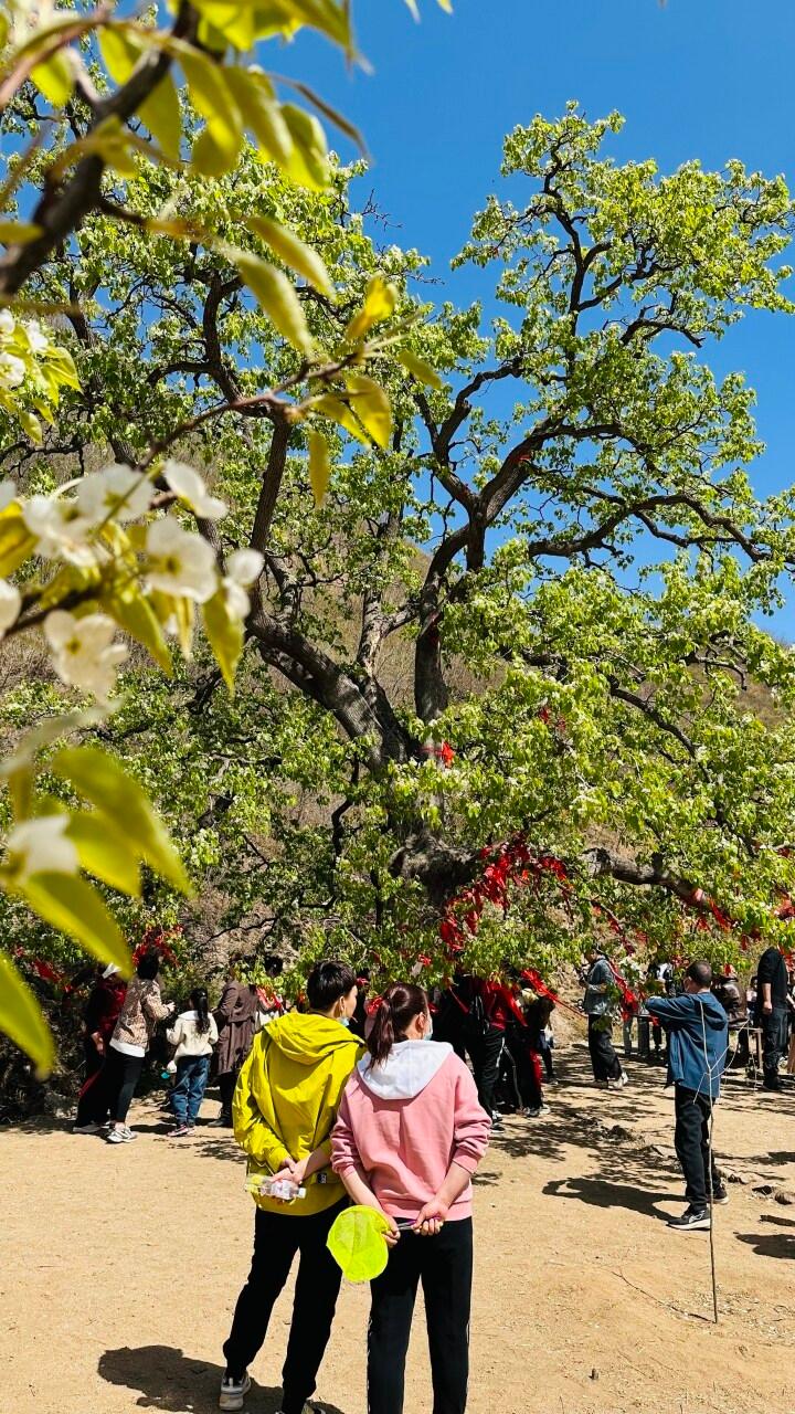 梨花飞雪满春山——青龙第十五届官场梨花节暨第二届电商采购节开幕