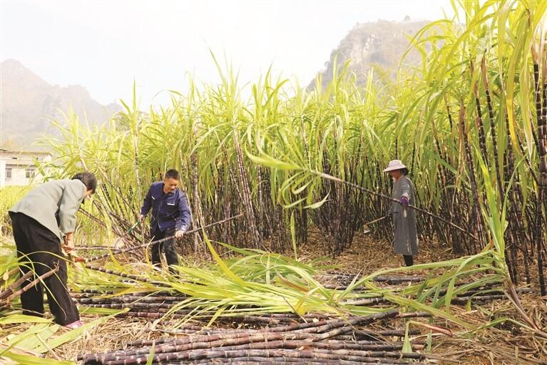 果蔗喜丰收 村民砍运忙