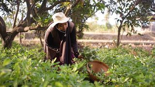 新抚镇车沙村：茶产业助力集体农户“双增收”