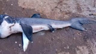 有史以来仅发现280次！东非海域首次捕获巨口鲨，竟以17美元售出