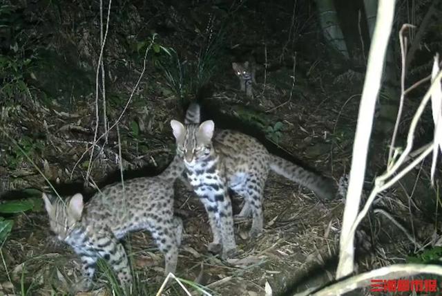 湖南九嶷山发现国家二级重点保护野生动物豹猫