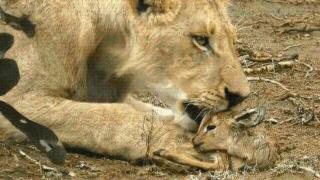 母狮抓到一只刚出生的小鹿，多次想吃却忍住了，镜头记录全过程！