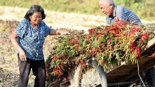 陪父亲去养老院看望姑姑，临走时她塞我一张纸条，看完后我沉默了