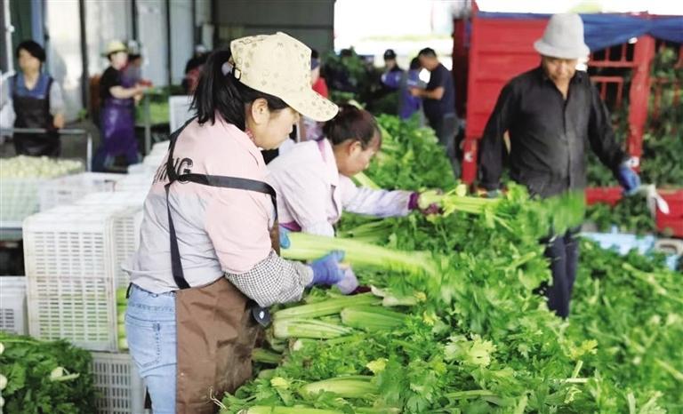 质优味美 榆中优质高原夏菜陆续上市