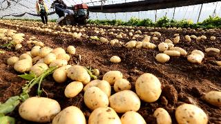 早春“订单”土豆 喜获丰收
