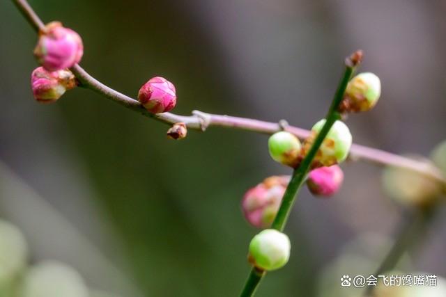 离异姐姐：有过一次恋爱，现在前夫想复婚，应该告诉他吗