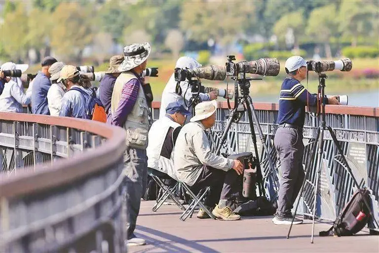 它们跨越1万多公里，来大湾区“增肥”