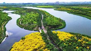 天津持续加强生态建设 多措并举增强生态系统稳定性平衡性
