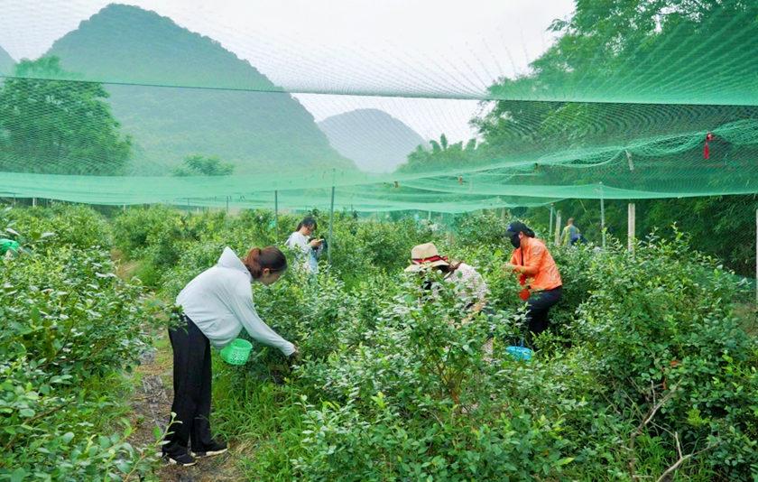 广西钟山：蓝莓飘香迎客来