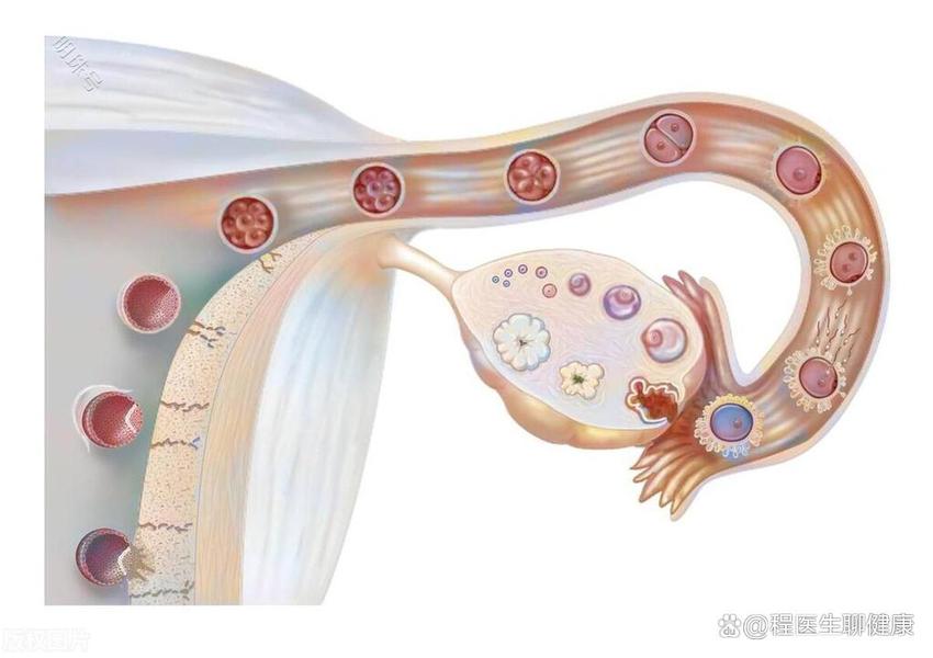 一天接了三个“黄体破裂”的患者，黄体到底是什么？科普下