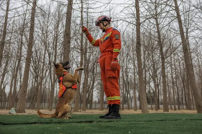 当狗狗成为搜救犬