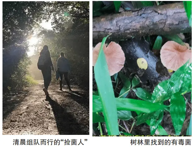 青龙湖现“捡菌热”，专家提醒：有危险，别吃