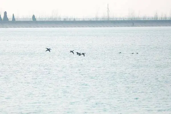 河北南皮：数千候鸟“做客”大浪淀水库