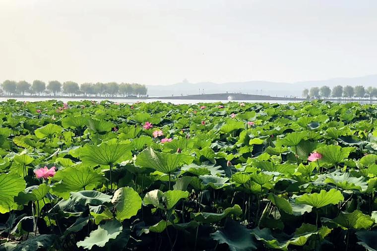 南宋美食藕鲊是道什么菜？