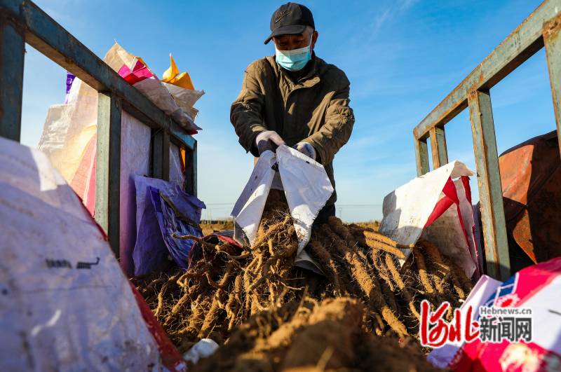 组图｜河北滦南：山药迎丰收