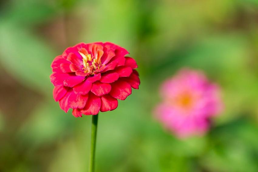 临沂：秋日百日菊盛开