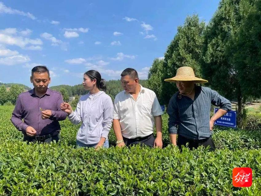 贵州思南：生态茶名传山外香飘四海